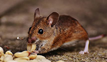 24 Hour & Emergency Exterminators in West Valley, UT
